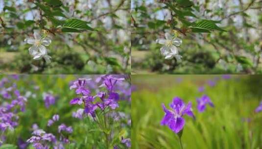 清明节踏青自然风光高清在线视频素材下载