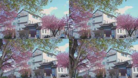 樱花与大理白族建筑高清在线视频素材下载