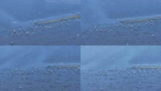 湿地白鹭航拍高清在线视频素材下载