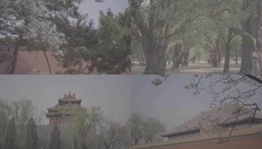 北京春天高清在线视频素材下载