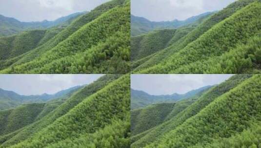 平塘马安竹海航拍 竹林森林云海高清在线视频素材下载