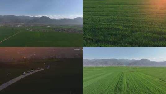 麦田打药大自然绿色唯美麦田农民打农药农活高清在线视频素材下载
