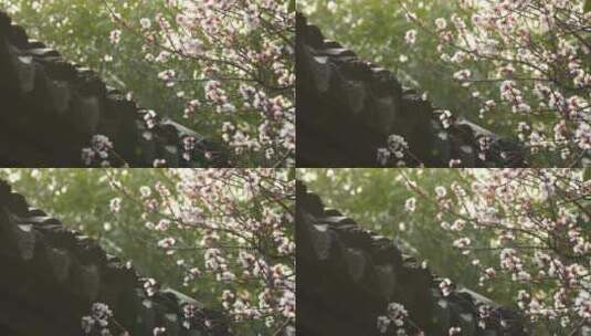 春天江南园林古风屋檐下逆光杏花的治愈风景高清在线视频素材下载
