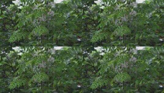 雨中的楝树树叶楝树花高清在线视频素材下载
