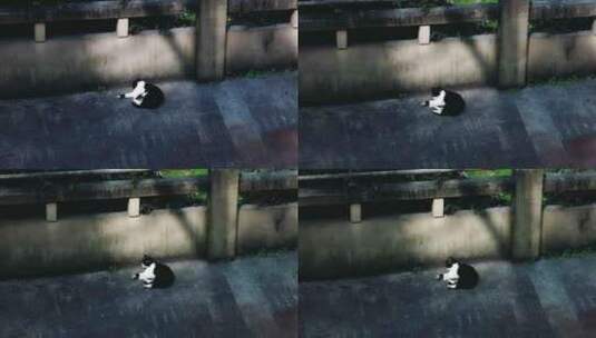 户外懒洋洋的黑白猫咪高清在线视频素材下载