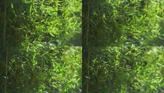 逆光的竹林竹子竹叶光影空镜高清在线视频素材下载