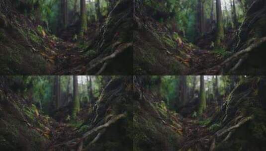 热带森林地面苔藓中树根和树枝的特写镜头高清在线视频素材下载