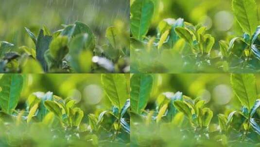 茶园细雨高清在线视频素材下载