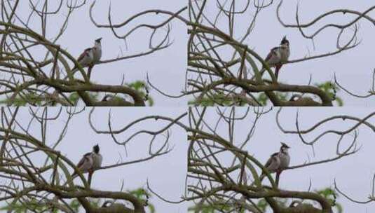 鸟鸟类鸟儿小鸟两只在树上停留高清在线视频素材下载