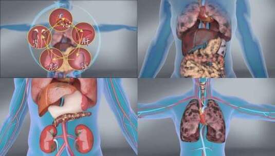 心脑五脏 脾胃 肝肾 血管血栓 阴阳五行高清在线视频素材下载