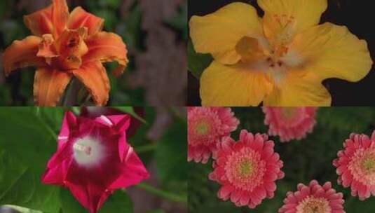 各种各样的花开花过程高清在线视频素材下载