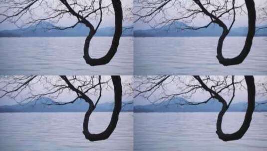 杭州西湖边曲折的树高清在线视频素材下载