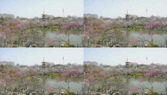 武汉市东湖磨山樱花园高清在线视频素材下载