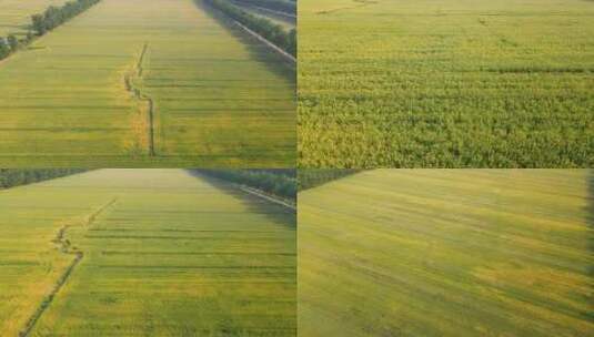 航拍小麦 乡村振兴 小麦 农业高清在线视频素材下载