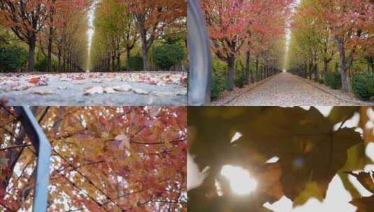 秋天落叶 秋风落叶枫叶红了 秋天景色高清在线视频素材下载