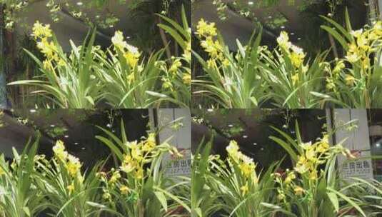 野生兰花花朵盛开实拍高清在线视频素材下载