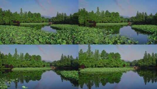 杭州西湖荷花高清在线视频素材下载