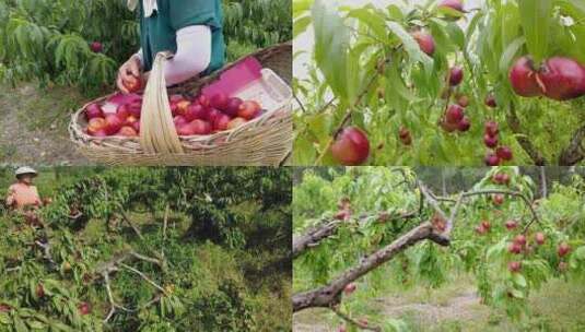 油桃产地 油桃种植 油桃成熟高清在线视频素材下载