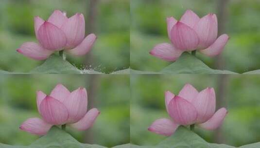 雨水滴落盛开的莲花花瓣，慢动作特写高清在线视频素材下载