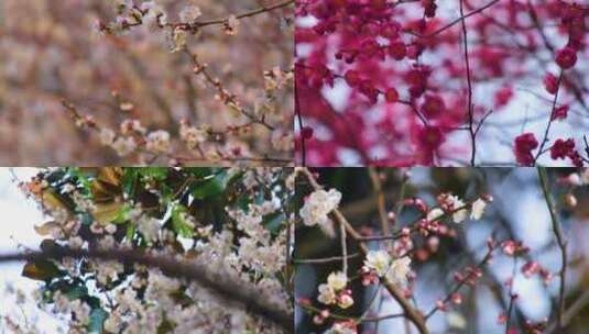 植物园公园梅花花朵开花春天风景视频素材高清在线视频素材下载