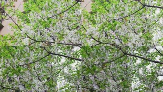 白色的樱花花朵美景景色自然风景自然风光高清在线视频素材下载