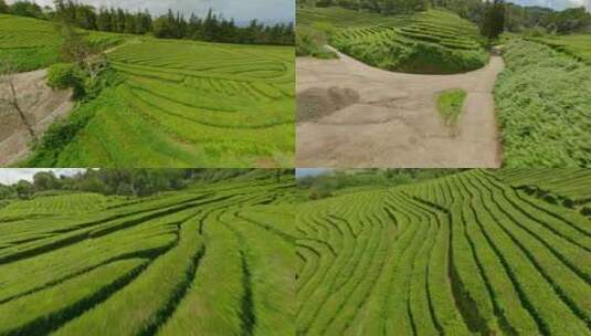 种植园，梯田，茶， Fpv高清在线视频素材下载