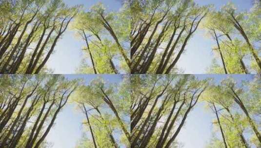 树，森林，树枝，树叶高清在线视频素材下载
