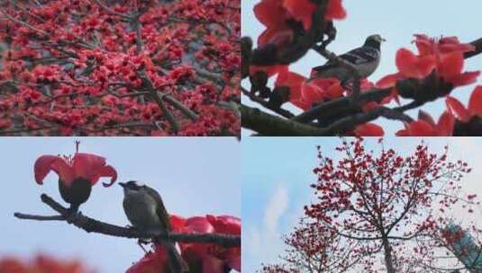 深圳城市路边的木棉花开高清在线视频素材下载