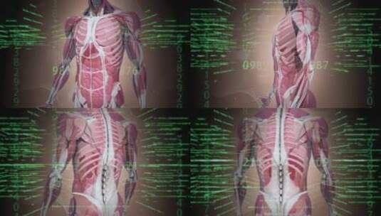 人体血管器官扫描   4K素材高清在线视频素材下载