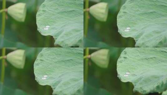 荷叶上随风摇曳的雨珠高清在线视频素材下载