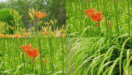 生长旺盛的黄花菜叶子盛开的黄花花卉特写高清在线视频素材下载