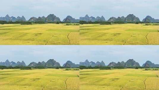 秋天阳光下桂林喀斯特山峰下的金黄色稻田高清在线视频素材下载