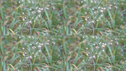 钻野紫菀 野菜 草本植物 菊科 顽固杂草高清在线视频素材下载