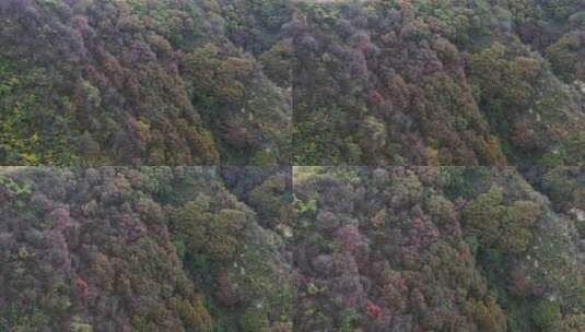 航拍秦岭秋天景色 秦岭 秋季高清在线视频素材下载