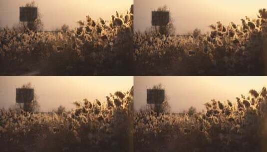 芦苇 植物 草 花 夕阳 阳光 夕阳 落日 天空高清在线视频素材下载