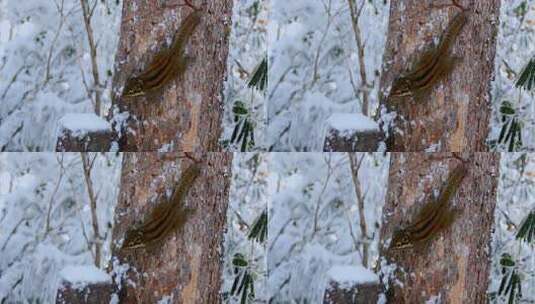 高清实拍冬天雪地小松鼠高清在线视频素材下载