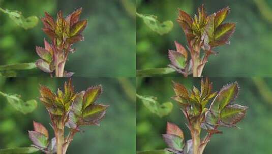 月季花发芽生长60帧-1高清在线视频素材下载