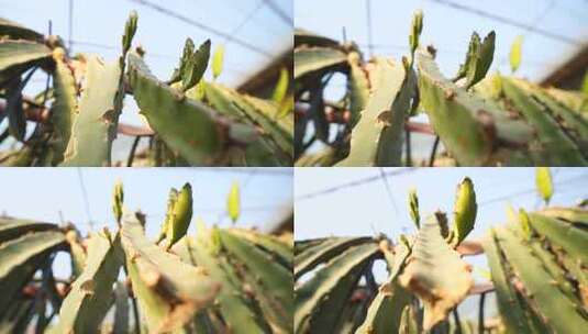 火龙果 火龙果种植 水果 水果种植高清在线视频素材下载