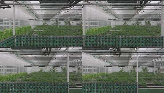 温室大棚内蔬菜种植场景高清在线视频素材下载