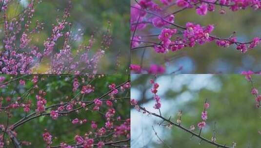 【合集】雨中盛开的梅花高清在线视频素材下载