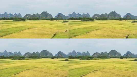 秋天阳光下桂林喀斯特山峰下的金黄色稻田高清在线视频素材下载