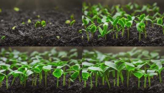 延时摄影中的植物生长-新芽发芽高清在线视频素材下载