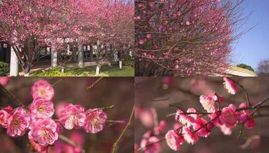 阳光下梅花飘落蜜蜂飞舞高清在线视频素材下载