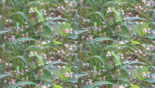 钻野紫菀 野菜 草本植物 菊科 顽固杂草高清在线视频素材下载