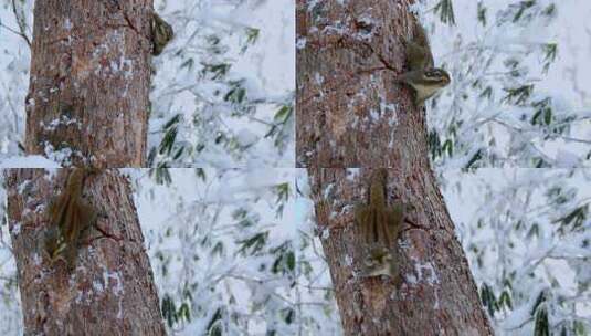 高清实拍冬天雪地小松鼠高清在线视频素材下载