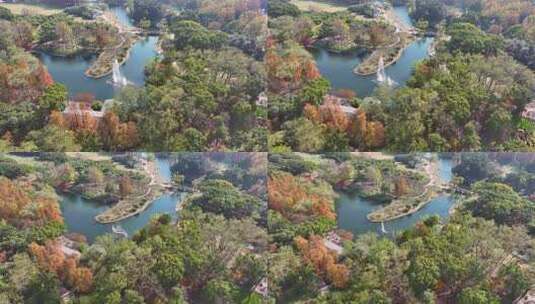 上海秋天风景 共青森林公园秋景高清在线视频素材下载