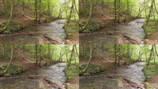 森林里的一条小河高清在线视频素材下载