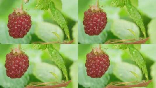 树莓果的近景高清在线视频素材下载