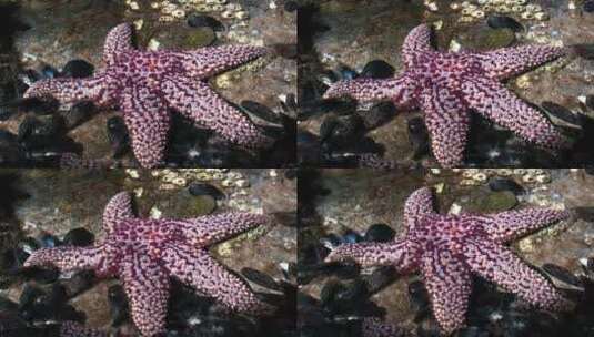 潮汐池中美丽的紫色海星高清在线视频素材下载