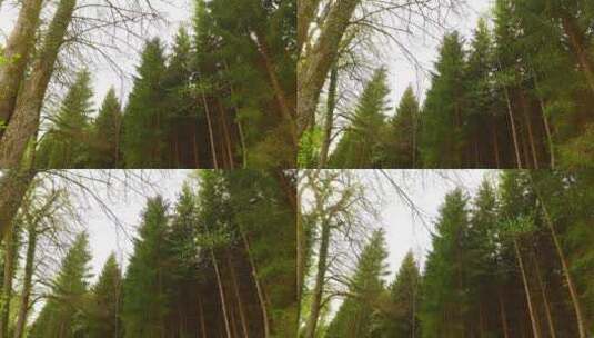 森林里的绿色树木高清在线视频素材下载